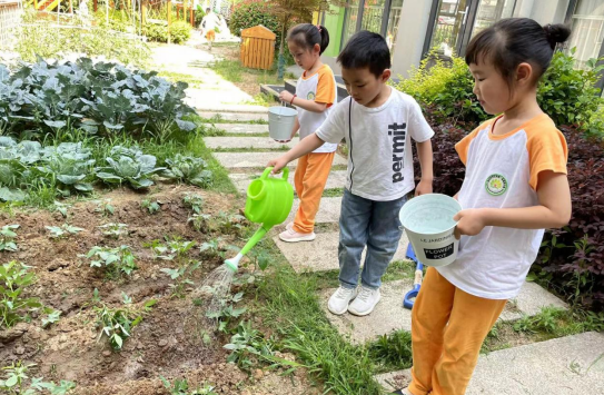 邗江区第一实验幼儿园：“绿色小天使”培育“番薯宝宝”