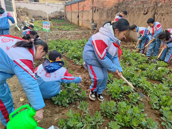 我在五小有点“田”——盱眙县五墩实验小学开展劳动实践活动