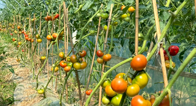 仪征市枣林湾宜元素生态农场：番茄“映红”农民致富路 