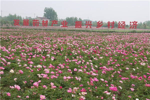 桂五芍药醉春烟