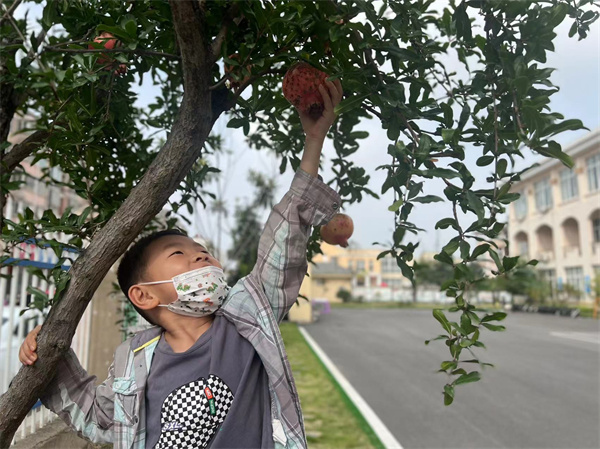 探秘石榴，趣味采摘——盱眙开发区中心幼儿园开展亲近自然，体验劳动的快乐活动