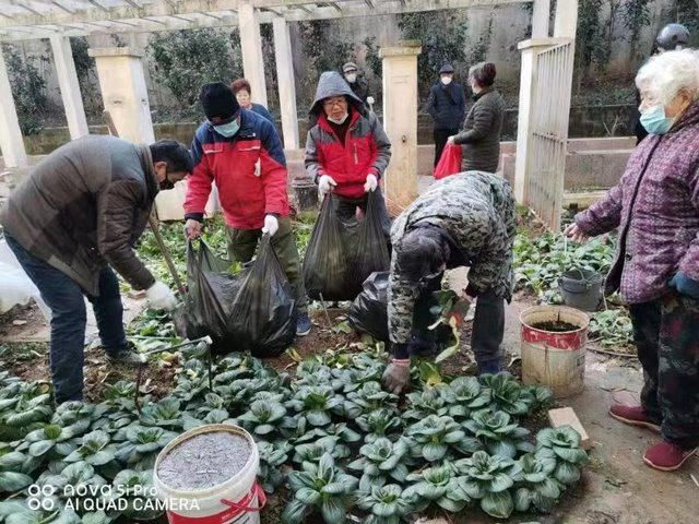 街道组织城管干部和志愿者清除小区内顽疾垃圾及绿化带蔬菜