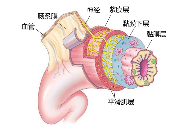 仪征中医院： 胃肠超声显神通 