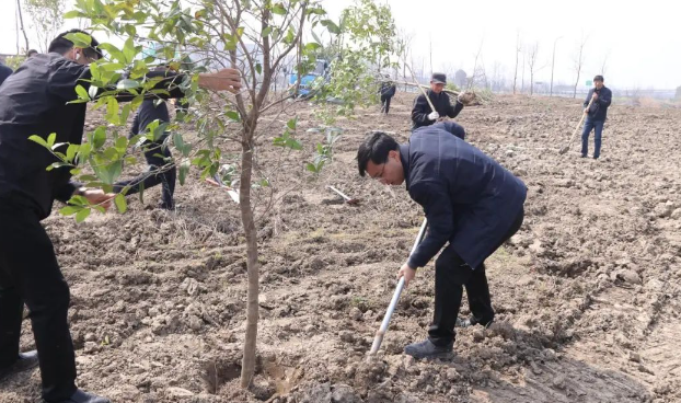 仪征市新集镇：“植”此青绿 同绘春景