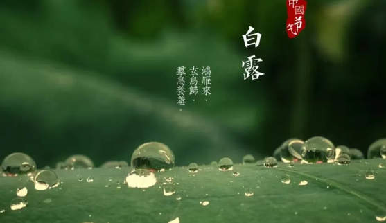 节气故事 | 白露——我在维扬中学的第7天