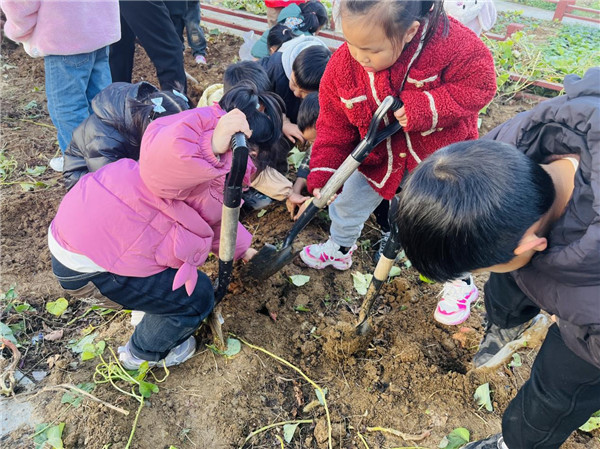 “薯”与“泥”的秋收——盱眙县第一实验幼儿园开展劳动实践活动