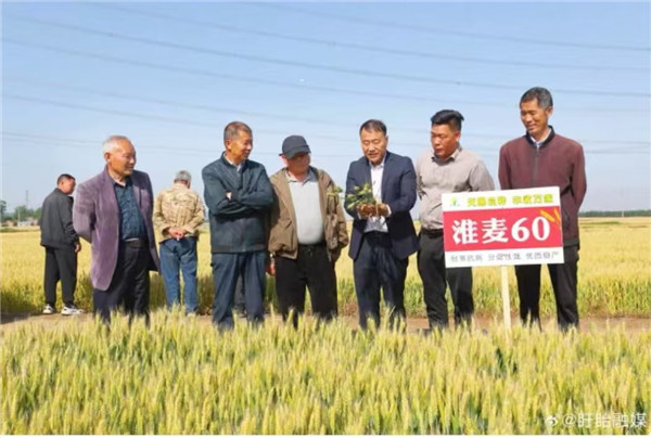 ​淮麦60号小麦良种在盱眙试种成功长势喜人