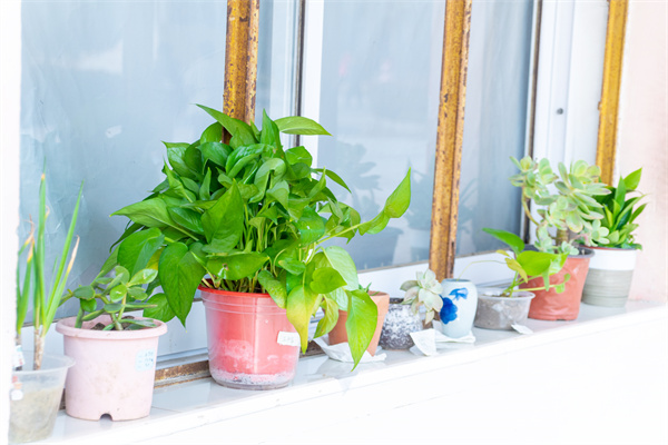 植绿护绿润校园 童心筑美守春光——盱眙县维桥小学开展“爱护绿植，争做护绿小使者”植树节系列活动