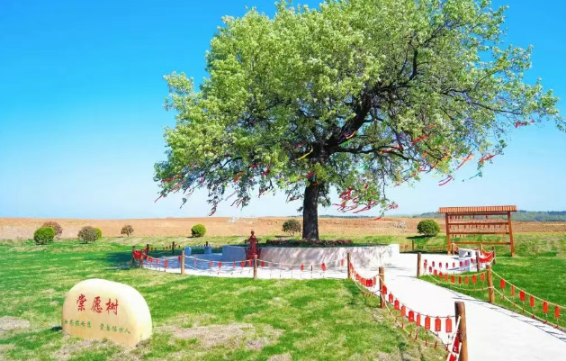 仪征市刘集镇:一树梨花雪,满城双拥情