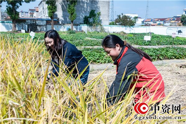 耕耘见成长 收获润童年——盱眙县穆店镇中心小学开展劳动实践暨学生十岁成长礼系列活动