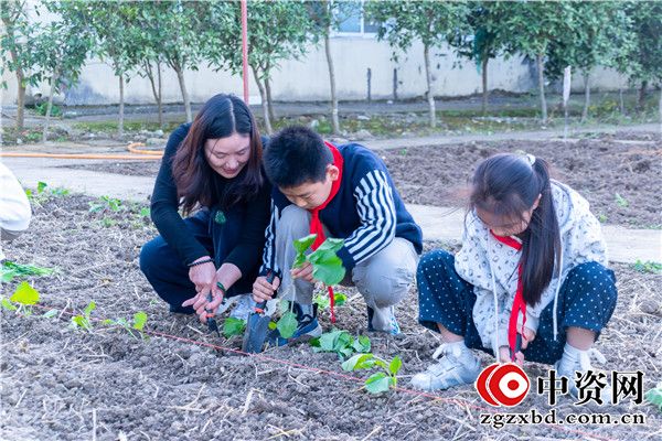 深耕劳动沃土 播种绿色希望——盱眙县穆店镇中心小学开展油菜种植劳动实践活动